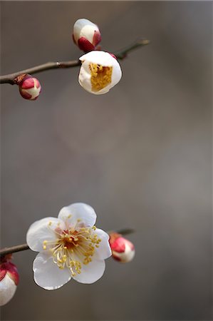 Plum flowers Foto de stock - Sin royalties Premium, Código: 622-06370345