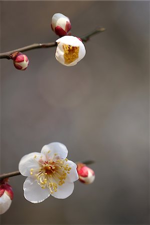 plum blossom - Plum flowers Stock Photo - Premium Royalty-Free, Code: 622-06370345