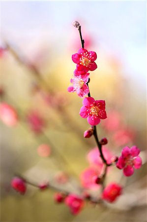 février - Fleurs de prunier Photographie de stock - Premium Libres de Droits, Code: 622-06370340