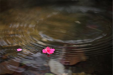 flower on water - Plum flowers Stock Photo - Premium Royalty-Free, Code: 622-06370341