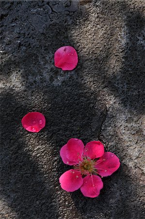 red rocks - Plum flowers Foto de stock - Sin royalties Premium, Código: 622-06370343