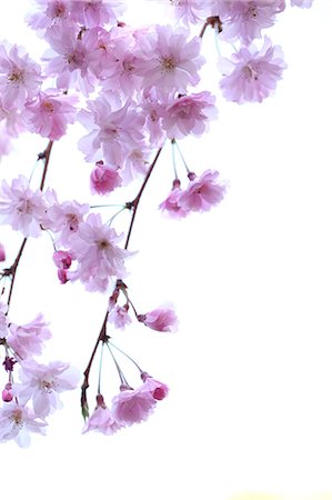 flower closeup on white - Cherry blossoms Stock Photo - Premium Royalty-Free, Code: 622-06370359