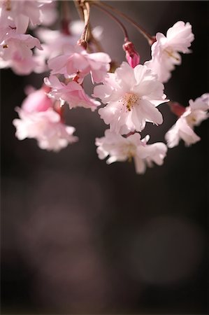 simsearch:622-06370314,k - Cherry blossoms Stock Photo - Premium Royalty-Free, Code: 622-06370362
