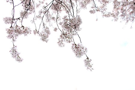 sakura flower white background - Cherry blossoms Stock Photo - Premium Royalty-Free, Code: 622-06370370