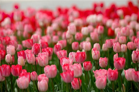 field of pink flowers - Tulips Stock Photo - Premium Royalty-Free, Code: 622-06370389