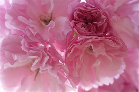 sakura-baum - Kirschblüten Stockbilder - Premium RF Lizenzfrei, Bildnummer: 622-06370381