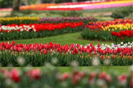 field tulip flowers nature - Tulips Stock Photo - Premium Royalty-Free, Code: 622-06370392