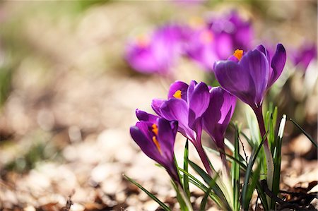 soft purple - Crocus flowers Stock Photo - Premium Royalty-Free, Code: 622-06370422