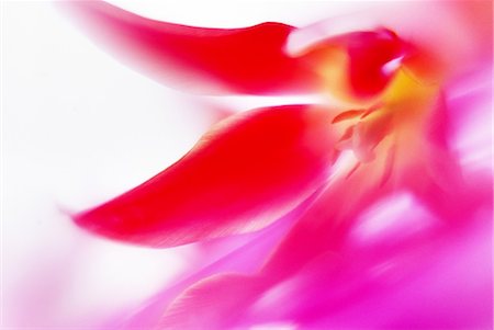 Tulip Photographie de stock - Premium Libres de Droits, Code: 622-06370458