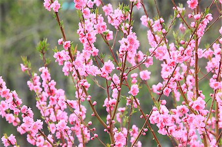 peach flower - Peach blossoms at Hanamiyama, Fukushima Stock Photo - Premium Royalty-Free, Code: 622-06370466