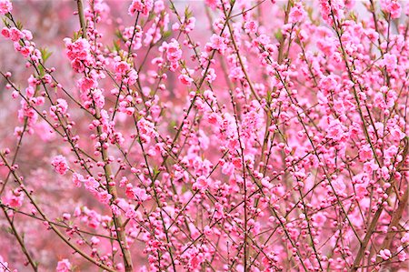 peach flower - Peach blossoms at Hanamiyama, Fukushima Stock Photo - Premium Royalty-Free, Code: 622-06370467