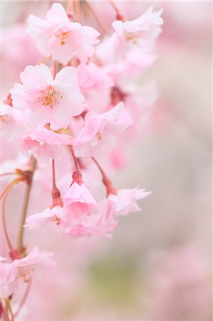 simsearch:622-06369711,k - Cherry blossoms Foto de stock - Sin royalties Premium, Código: 622-06370484