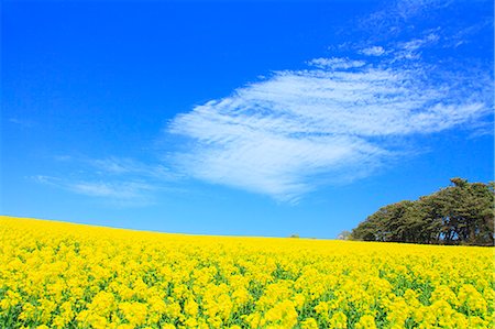 flower garden - Rapeseed field, blue sky and clouds in Yokohama town, Aomori Prefecture Stock Photo - Premium Royalty-Free, Code: 622-06370499