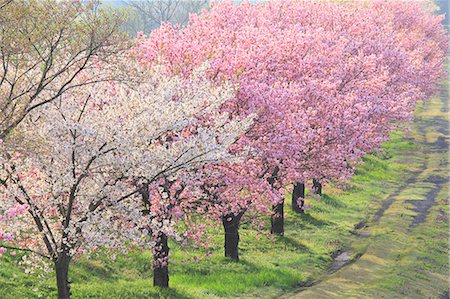 simsearch:622-06370491,k - Cherry trees along Koayukai river in Shirataka town, Yamagata Prefecture Foto de stock - Sin royalties Premium, Código: 622-06370491