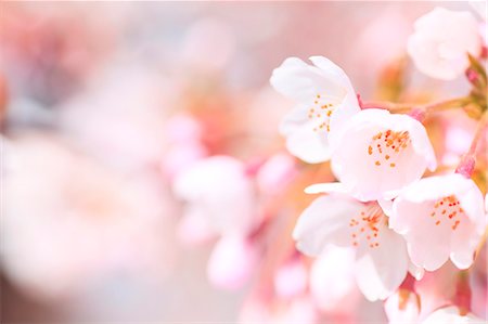 simsearch:622-06369711,k - Cherry blossoms Foto de stock - Sin royalties Premium, Código: 622-06370493