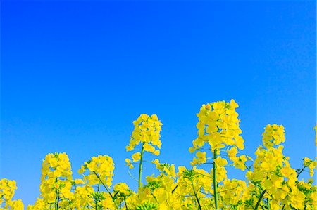 flower contrast - Rapeseed and blue sky Stock Photo - Premium Royalty-Free, Code: 622-06370500