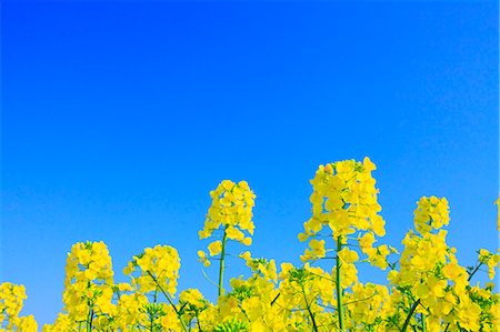 Rapeseed and blue sky Foto de stock - Sin royalties Premium, Código: 622-06370500