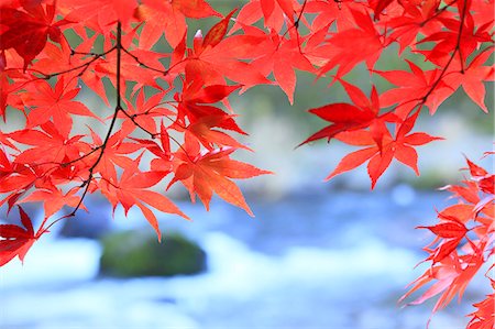 Maple autumn leaves and river in Nakano Momiji mountain, Aomori Prefecture Stock Photo - Premium Royalty-Free, Code: 622-06370527