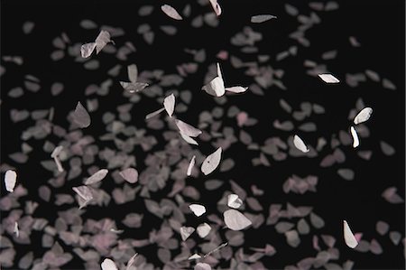 flower falling petals - Cherry blossom petals falling Stock Photo - Premium Royalty-Free, Code: 622-06397768