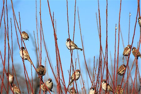Sparrows on plum branches Foto de stock - Sin royalties Premium, Código: 622-06397873
