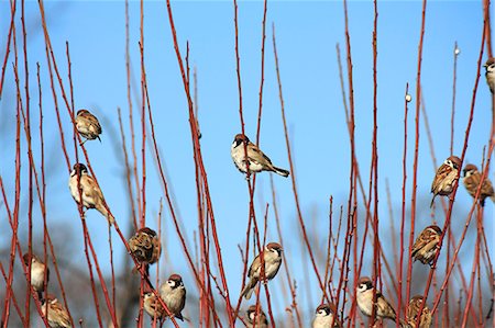 stay - Sparrows on plum branches Foto de stock - Sin royalties Premium, Código: 622-06397873