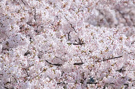 simsearch:622-06398335,k - Cherry Blossoms Stock Photo - Premium Royalty-Free, Code: 622-06397937