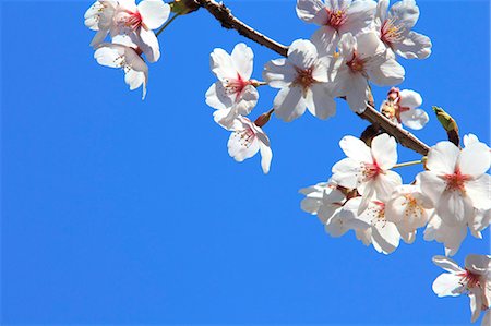 Cherry blossoms and blue sky Foto de stock - Sin royalties Premium, Código: 622-06397941