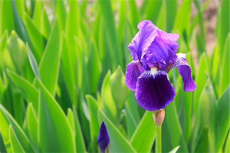 flower bud - Close up of Iris Stock Photo - Premium Royalty-Free, Code: 622-06397952