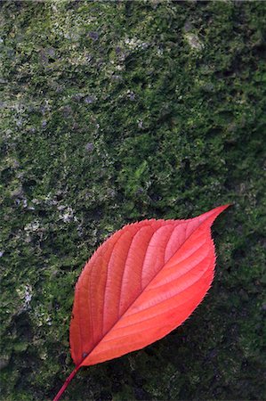 fallen leaf - Close up of a dried leaf on a rock Stock Photo - Premium Royalty-Free, Code: 622-06397967