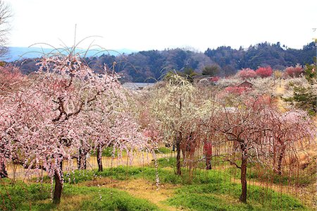 simsearch:622-07810978,k - Plum forest in Tsukigase, Nara Prefecture Stock Photo - Premium Royalty-Free, Code: 622-06398011