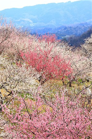 Plum forest in Tsukigase, Nara Prefecture Foto de stock - Sin royalties Premium, Código: 622-06398013