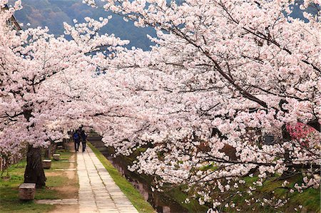 Chemin de la philosophie entourée de cerisiers en fleurs à Kyoto Photographie de stock - Premium Libres de Droits, Code: 622-06398029