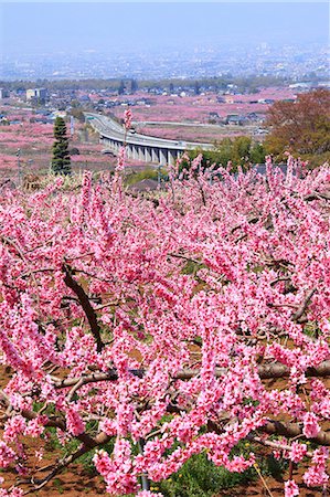 road tree flower - Fuefuki, Yamanashi Prefecture Stock Photo - Premium Royalty-Free, Code: 622-06398043