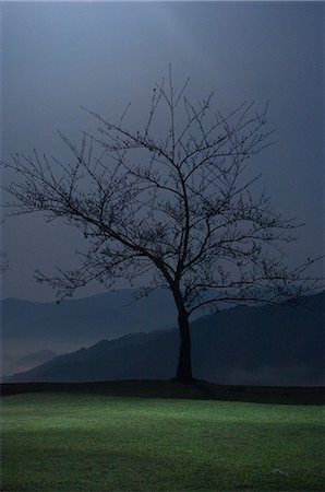 Tree at night in Asago, Hyogo Stock Photo - Premium Royalty-Free, Code: 622-06398084