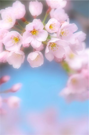 Close up of cherry blossoms in full bloom Foto de stock - Sin royalties Premium, Código: 622-06398091