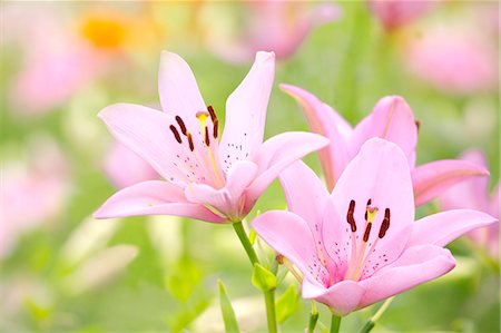 Lily flowers Foto de stock - Sin royalties Premium, Código: 622-06398104