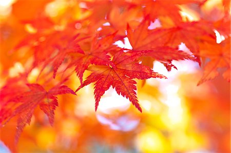 red maple leaf photo - Autumn leaves Stock Photo - Premium Royalty-Free, Code: 622-06398142