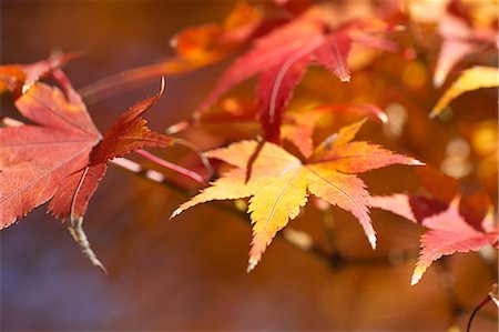 simsearch:622-06398170,k - Feuilles d'automne Photographie de stock - Premium Libres de Droits, Code: 622-06398158