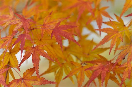 simsearch:622-06548829,k - Blätter im Herbst Stockbilder - Premium RF Lizenzfrei, Bildnummer: 622-06398150