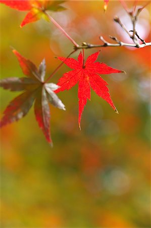 simsearch:622-06398170,k - Feuilles d'automne Photographie de stock - Premium Libres de Droits, Code: 622-06398165