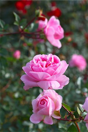 shinjuku district - Rosa Blumen Stockbilder - Premium RF Lizenzfrei, Bildnummer: 622-06398168