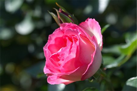 shinjuku - Rose Stock Photo - Premium Royalty-Free, Code: 622-06398176