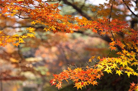 Feuilles d'automne Photographie de stock - Premium Libres de Droits, Code: 622-06398188