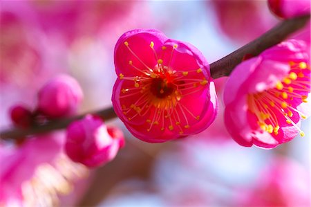 Plum flowers Stock Photo - Premium Royalty-Free, Code: 622-06398256