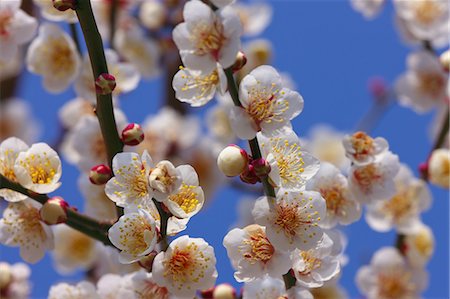 simsearch:622-08065145,k - Plum blossoms and flowers Fotografie stock - Premium Royalty-Free, Codice: 622-06398250