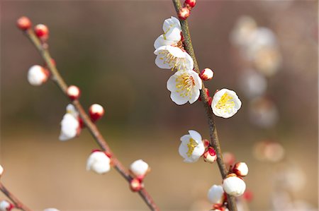 simsearch:622-08065145,k - Plum blossoms and flowers Fotografie stock - Premium Royalty-Free, Codice: 622-06398251