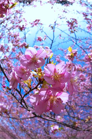 Cherry blossoms and flowers Stock Photo - Premium Royalty-Free, Code: 622-06398265