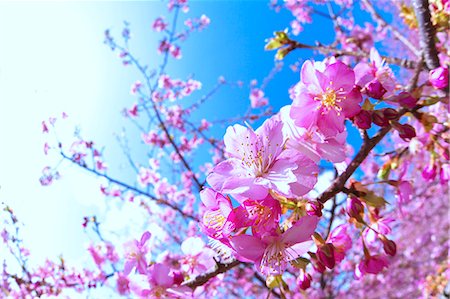 simsearch:622-08065145,k - Cherry blossoms and flowers Fotografie stock - Premium Royalty-Free, Codice: 622-06398266