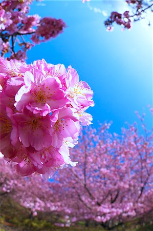 simsearch:622-06809238,k - Cherry blossoms and flowers Stock Photo - Premium Royalty-Free, Code: 622-06398263