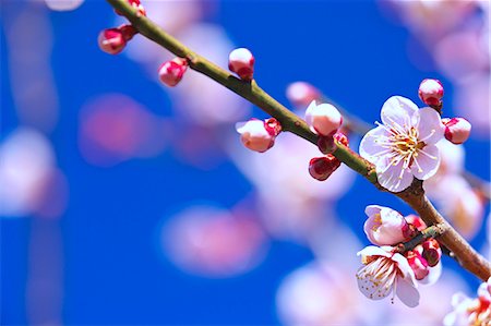 simsearch:622-08065145,k - Plum blossoms and flowers Fotografie stock - Premium Royalty-Free, Codice: 622-06398271
